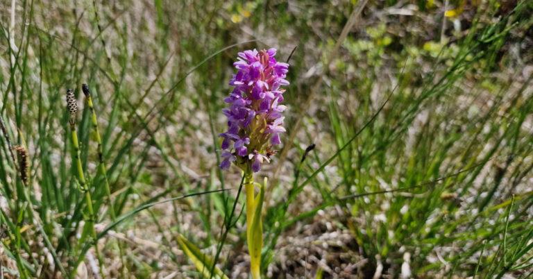  An Magairlín Mór Dactylorhiza incarnata