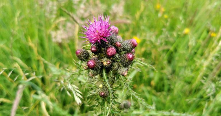 An Fóthnán Corraigh Cirsium palustre