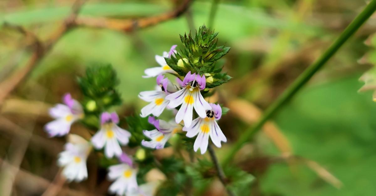  An Glanrosc Euphrasia spp.