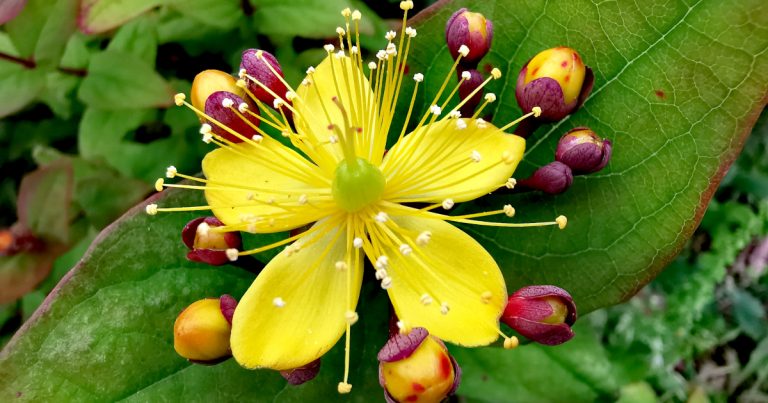  An Meas Torc Allta Hypericum androsaemum