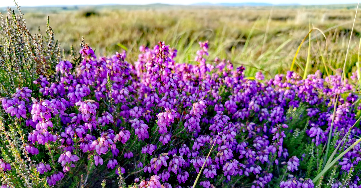  An Fraoch Cloigíneach Erica cinerea