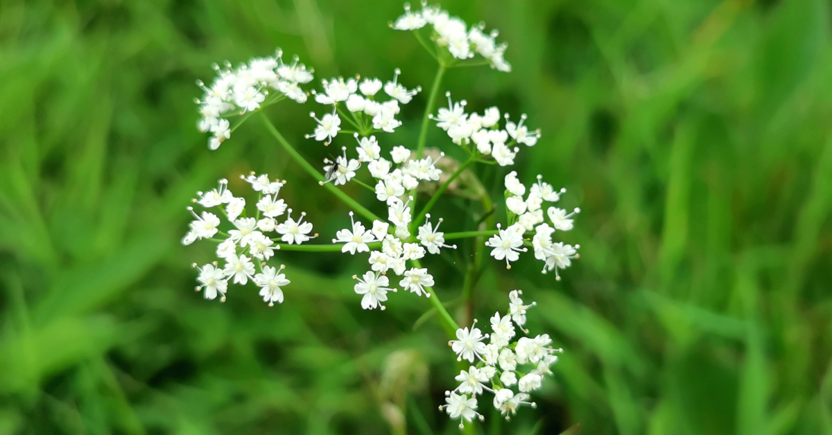  An Cúlarán Conopodium majus