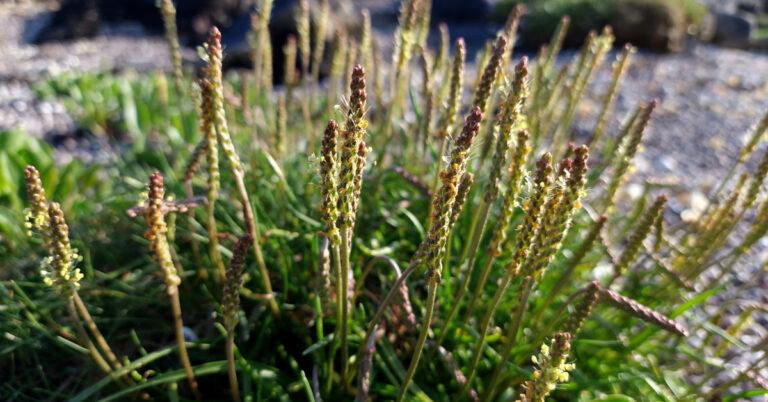 An Slánlus Mara Plantago maritima