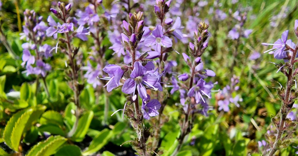  An Lus Cré Veronica officinalis