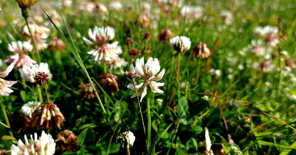  An tSeamair Bhán Trifolium repens