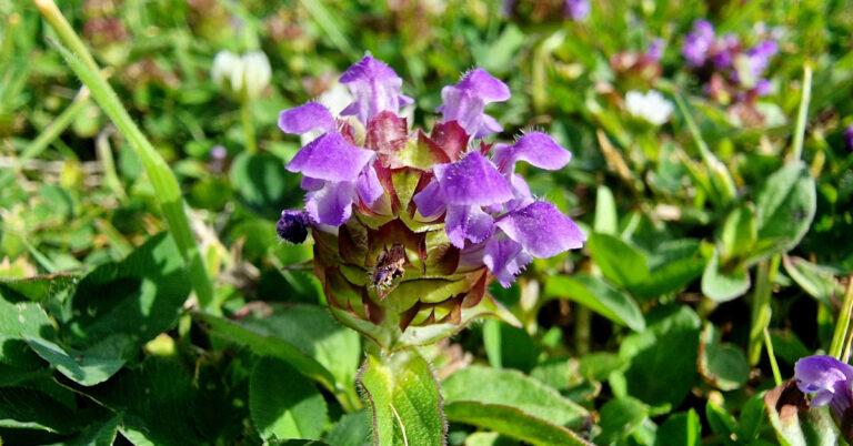  An Duán Ceannchosach Prunella vulgaris