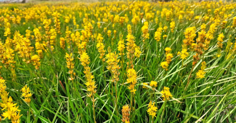  Sciollam na Móna Narthecium ossifragum