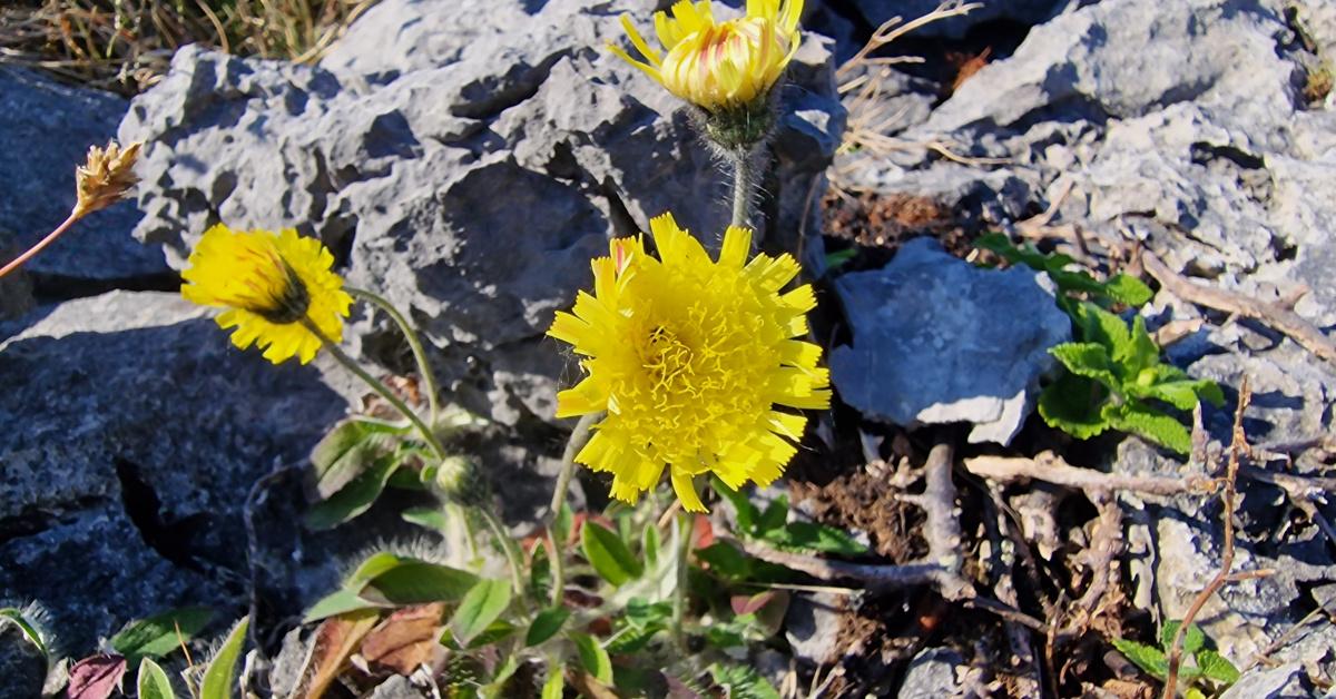  Searbh na Muc Pilosella officinarum