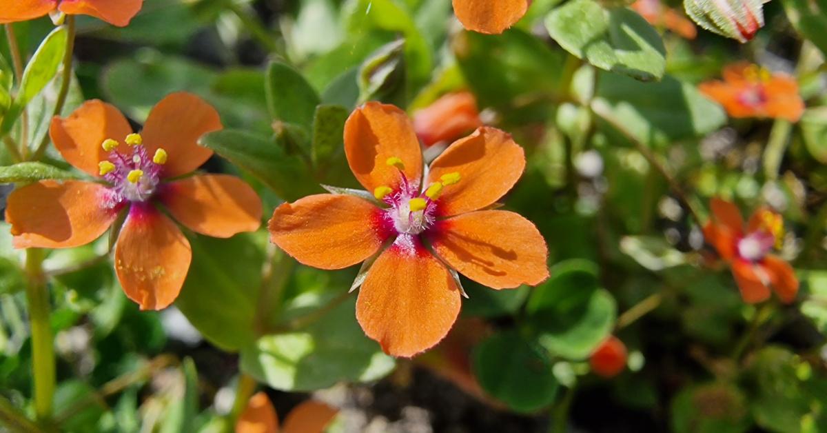  An Falcaire Fiáin Lysimachia arvensis