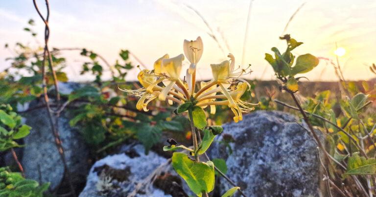  An Fhéithleog Lonicera periclymenum
