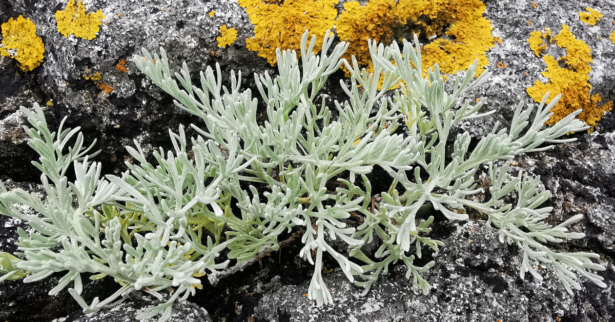  Liath na Trá Artemisia maritima