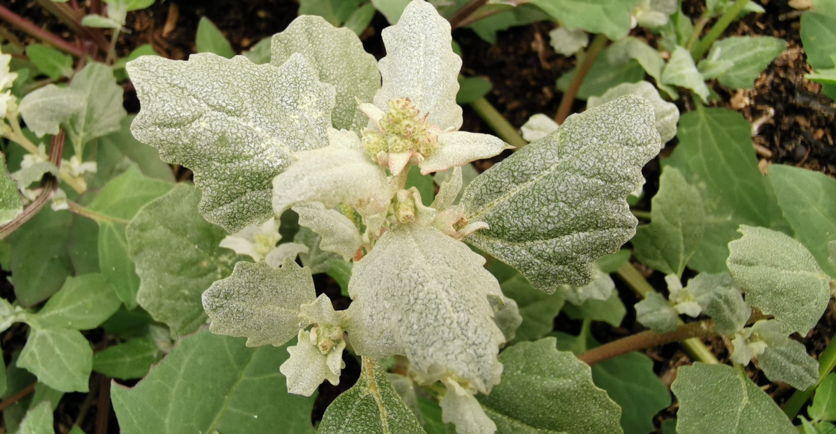  An Eilifleog Phlúrach Atriplex laciniata