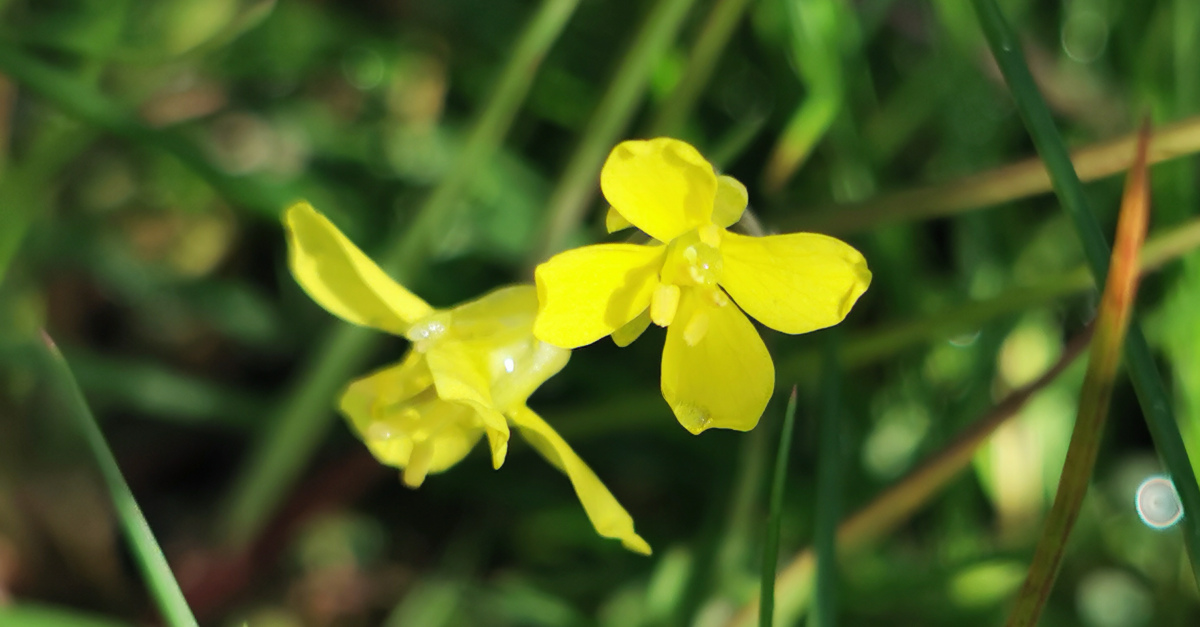  An Ruachán Buí Diplotaxis muralis