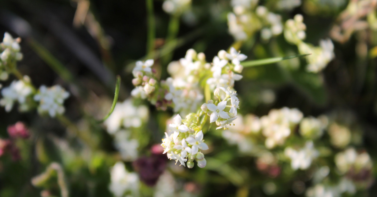  Luibh na  bhFear Gonta Galium saxatile
