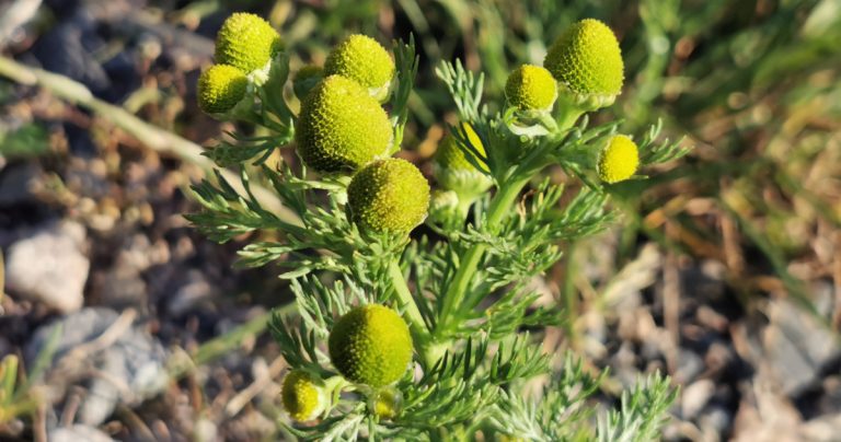  Lus na hIothlann Matricaria discoidea