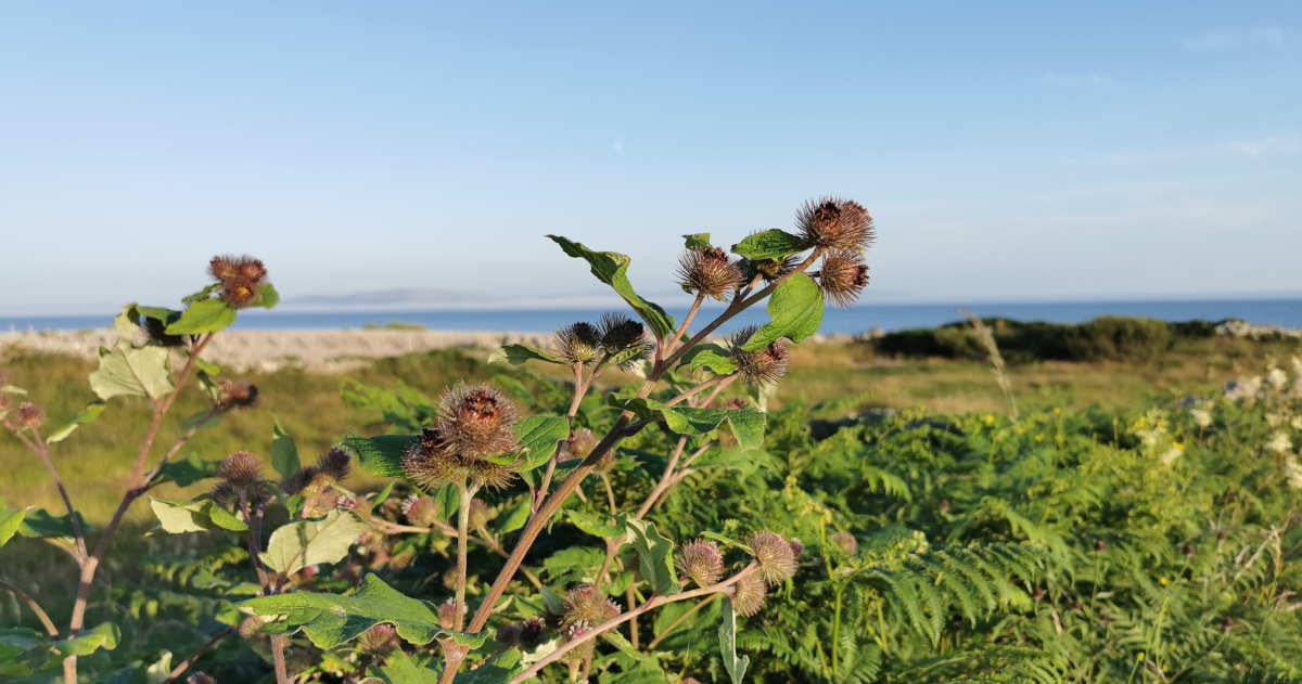  An Leadán Arctium minus
