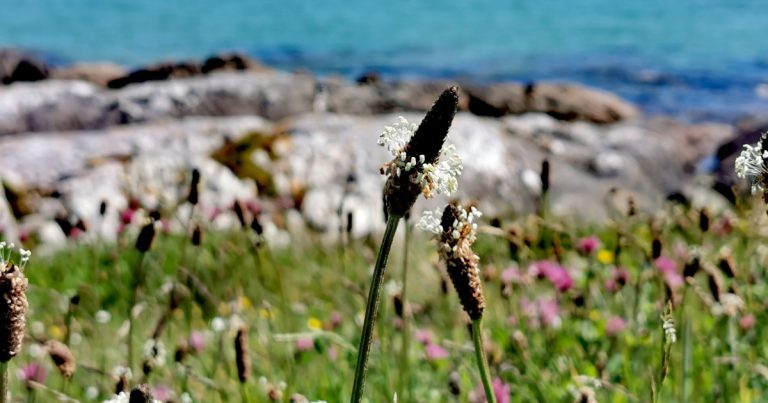  An Slánlus Plantago lanceolata