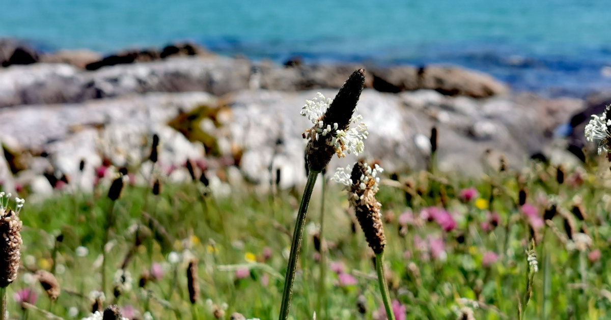  An Slánlus Plantago lanceolata