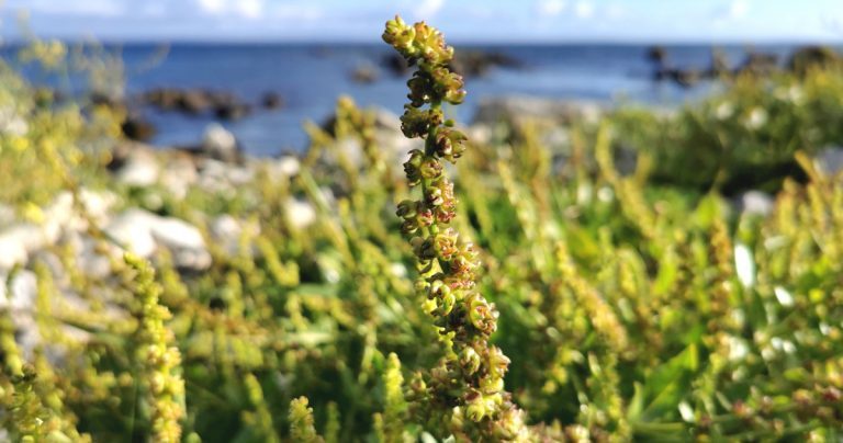  Laíon na Trá Beta vulgaris fosp. maritima