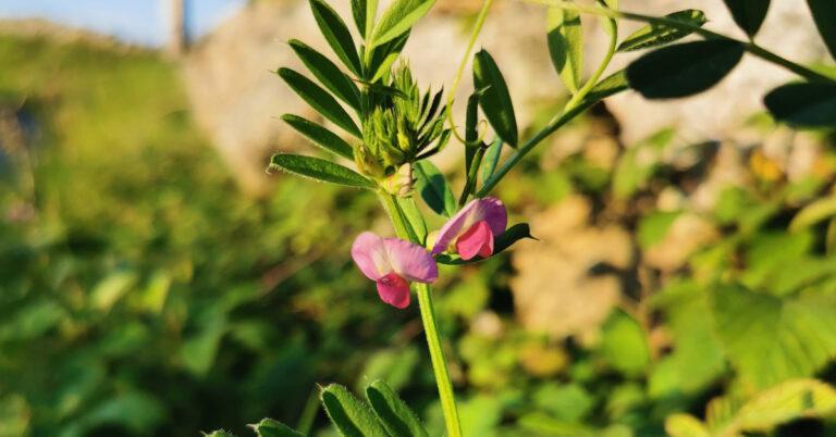  An Pheasair Chapaill Vicia sativa