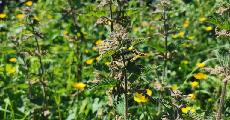  An Neantóg Urtica dioica