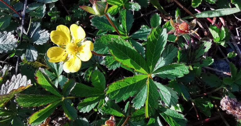  An Chúig Mhéar Mhuire Potentilla reptans