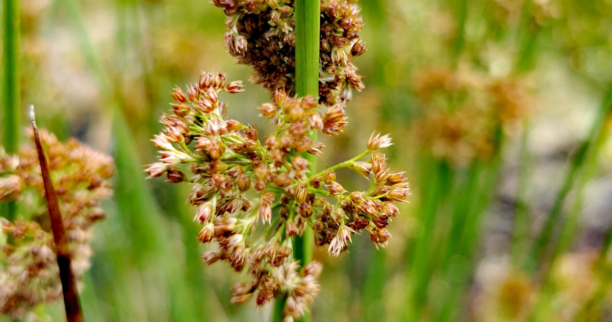  An Luachair Bhog Juncus effusus