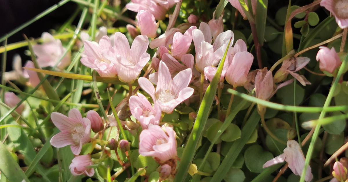  An Falcaire Corraigh Lysimachia tenella