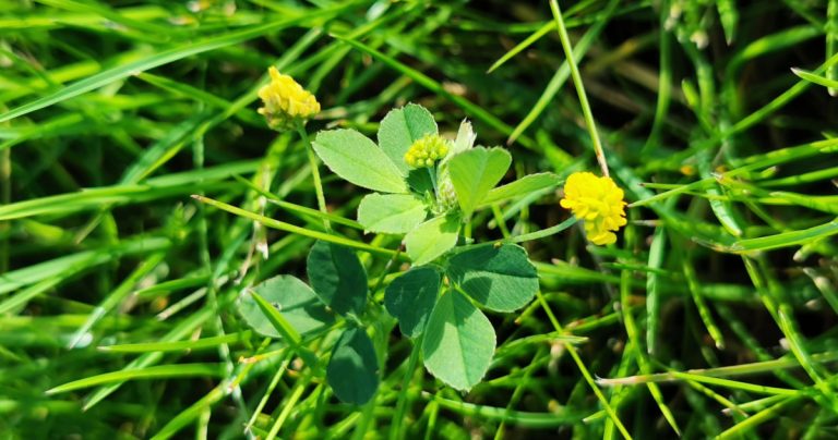  An Dúmheidic Medicago lupulina