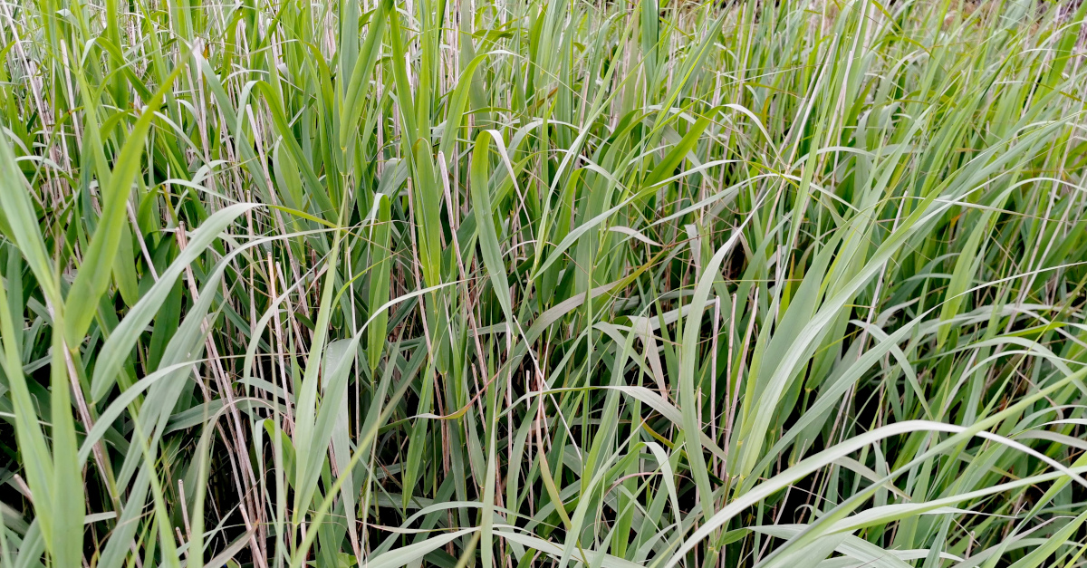  An Ghiolcach Phragmites australis