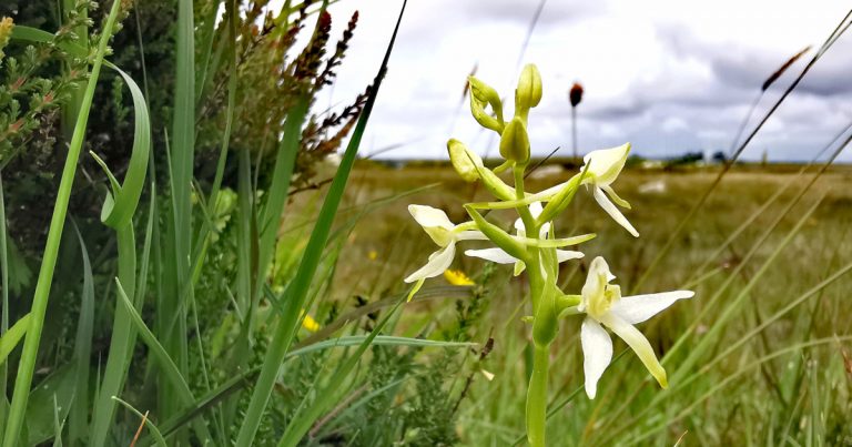  Magairlín Beag an Fhéileacáin Platanthera bifolia