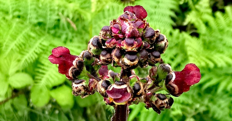 An Donnlus Uisce Scrophularia auriculata