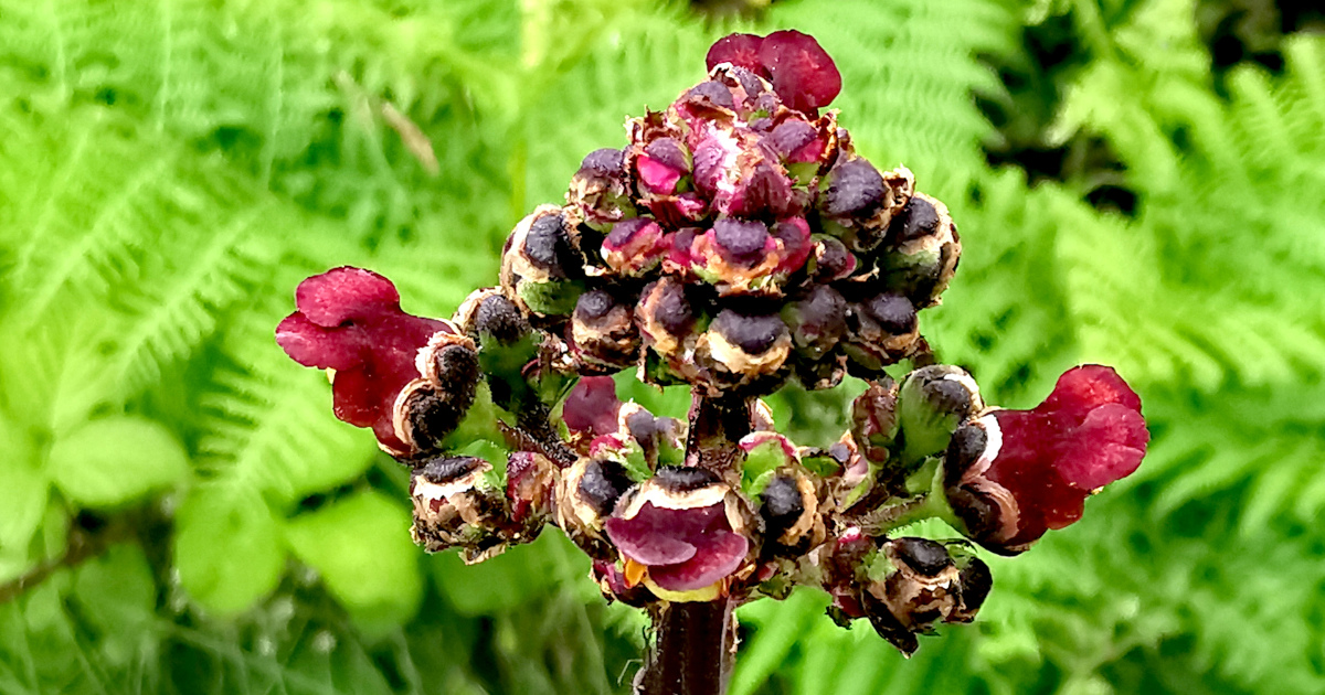  An Donnlus Uisce Scrophularia auriculata