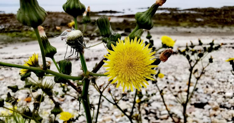  An Slóchtán Colgach Sonchus asper