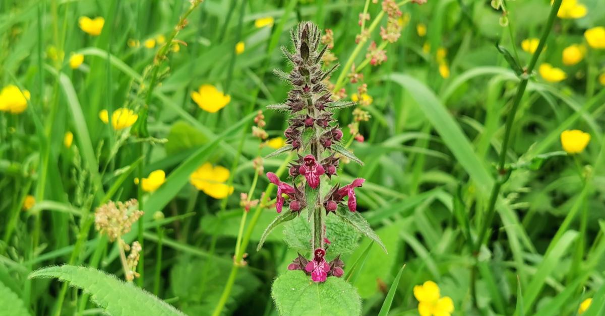  An Créachtlus Fáil Stachys sylvatica