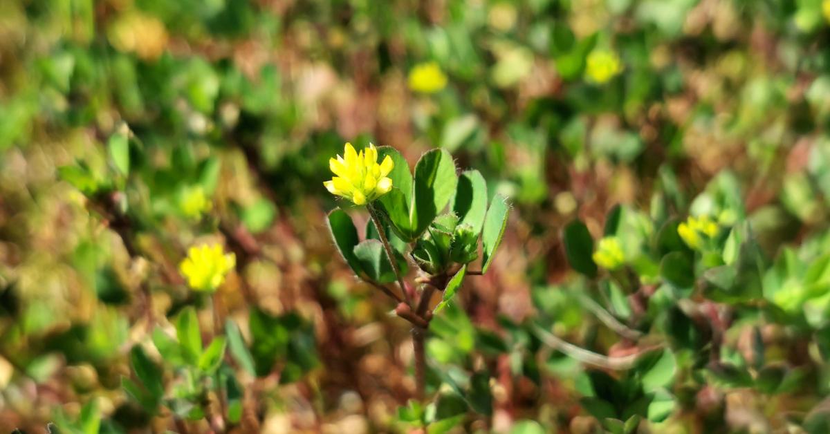  An tSeamair Bhuí Trifolium dubium