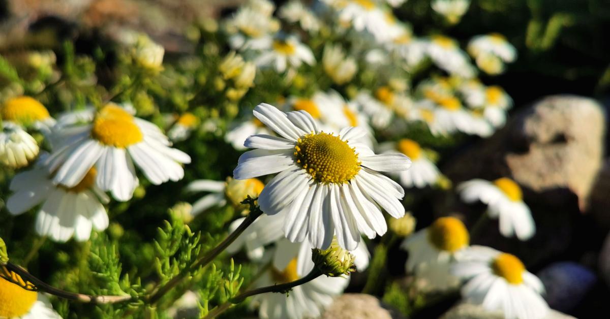  An Lus Bealtaine Mara Tripleurospermum maritimum