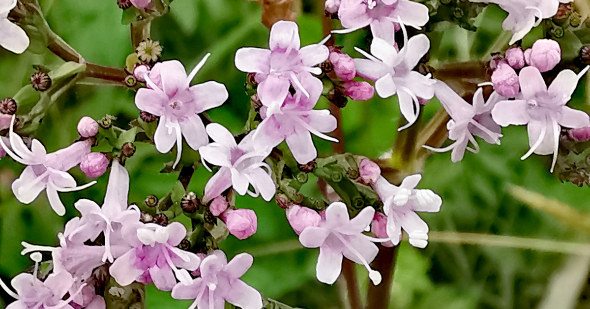  An Caorthann Corraigh Valeriana officinalis