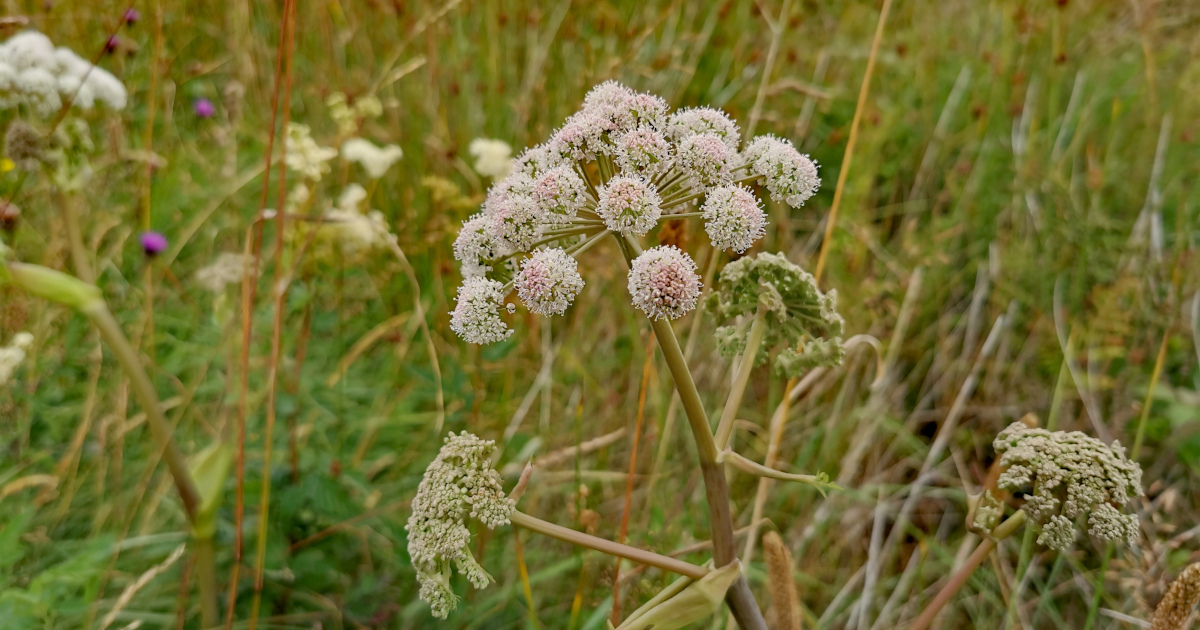  An Gallfheabhrán Angelica sylvestris