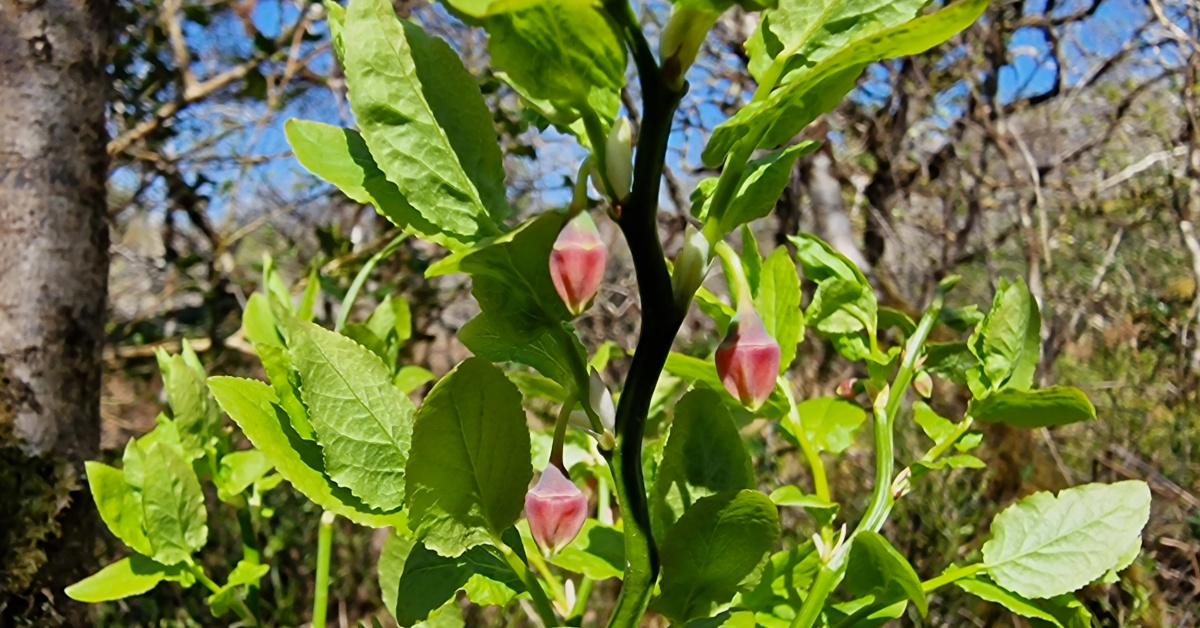  An Fhraochóg Vaccinium myrtillus