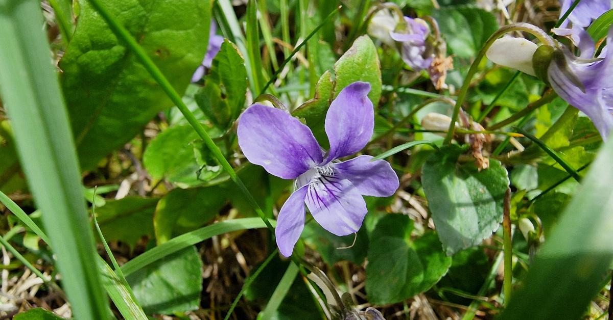  An tSailchuach Chon Viola riviniana