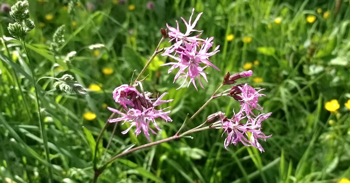  An Lus Síoda Silene flos-cuculi