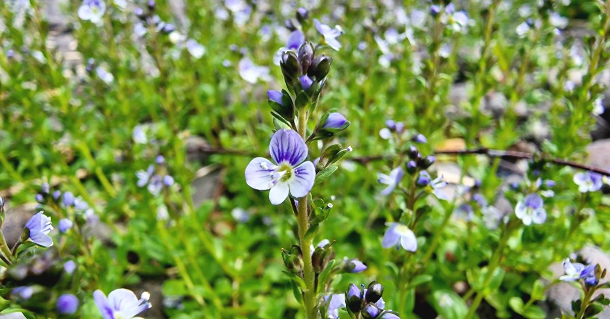  Lus na Treacha Veronica serpyllifolia