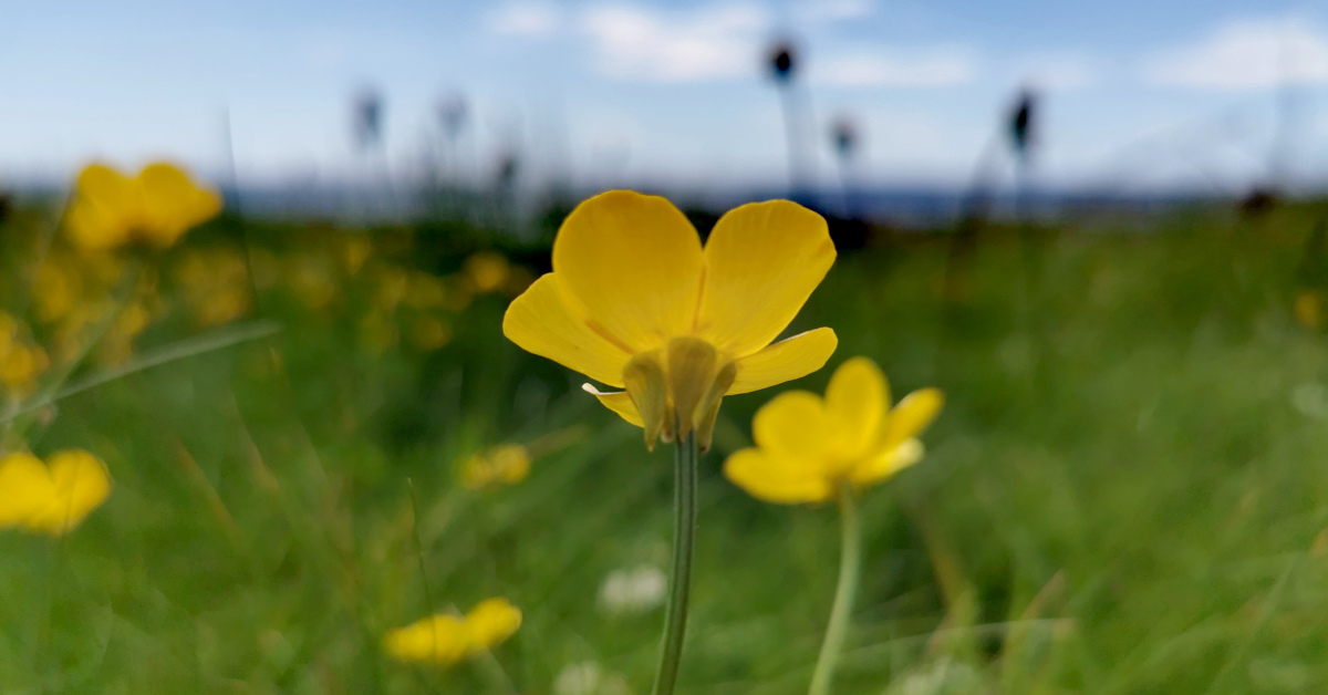  An Tuile Thalún Ranunculus bulbosus