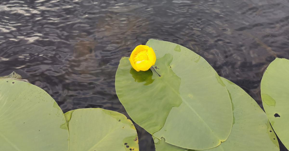  An Cabhán Abhann Nuphar lutea