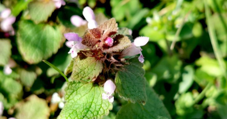  An Chaochneantóg Dhearg Lamium purpureum