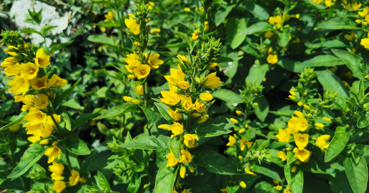  An Breallán Dlúth Lysimachia punctata