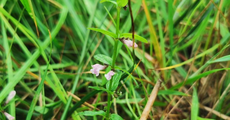  An Cochall Beag Scutellaria minor