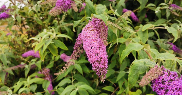  Tor an Fhéileacáin Buddleja davidii