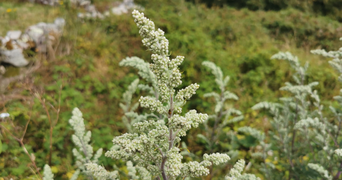  An Mongach Meisce Artemisia vulgaris